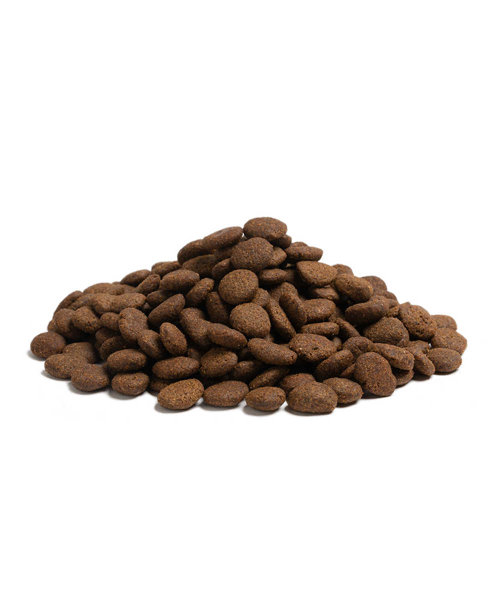 THE BEGINNING LARGE BREED, 10KG