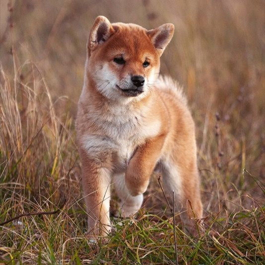 OUR FINEST BEGINNING SMALL BREED, 10KG