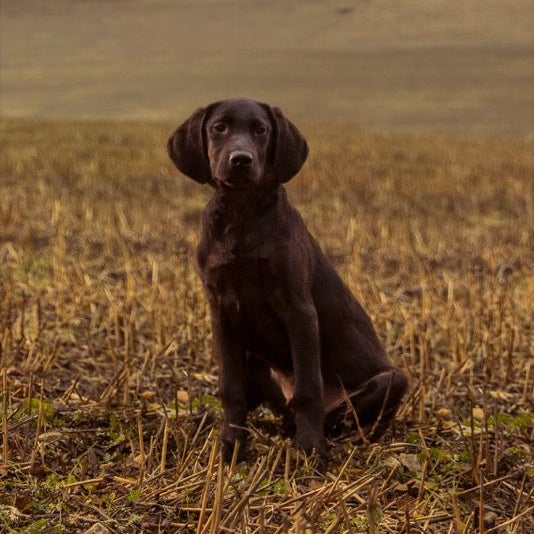 OUR FINEST BEGINNING LARGE BREED, 10KG