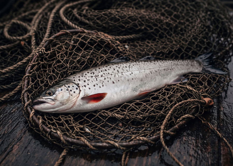 Trout