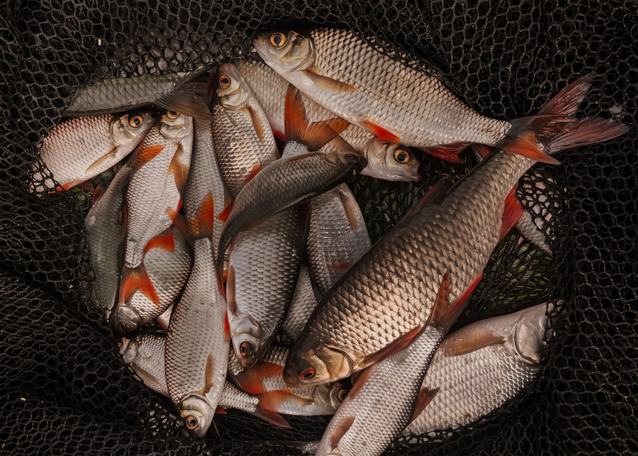Saisonaler Fisch