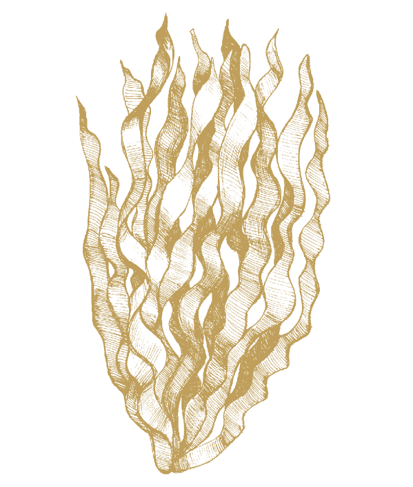 Seetang