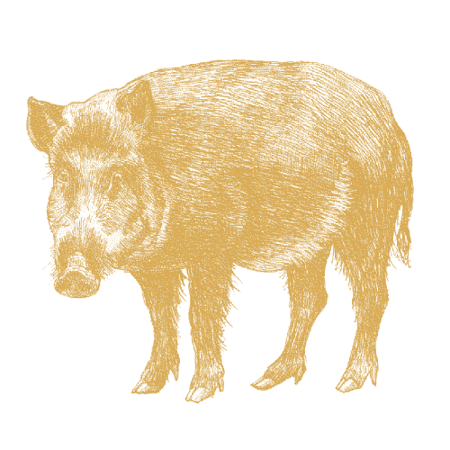 Wildschwein