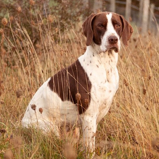 ESSENTIAL BREEDER LIVING 12KG