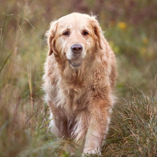 OLDER, 10KG